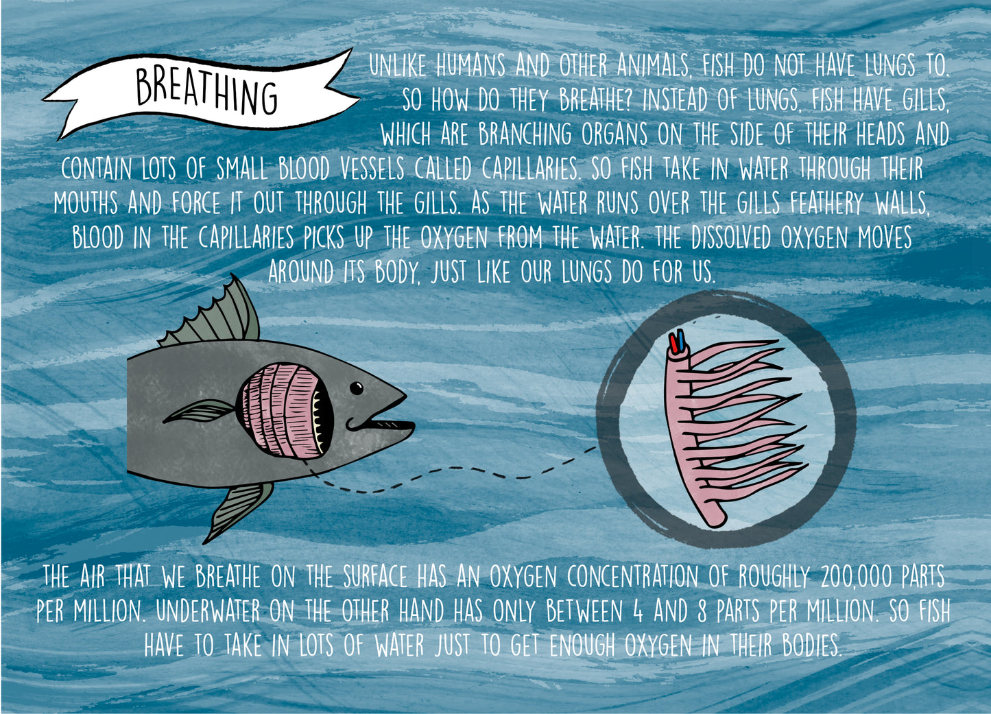 original educational book zine about sea life