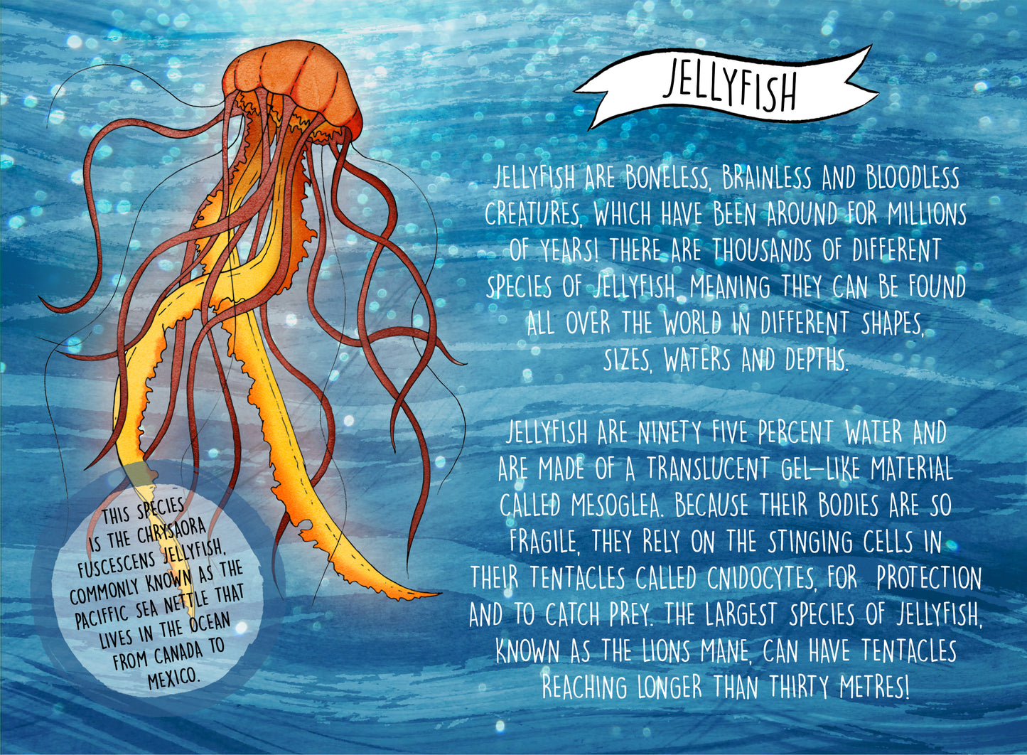 original educational book zine about sea life jellyfish