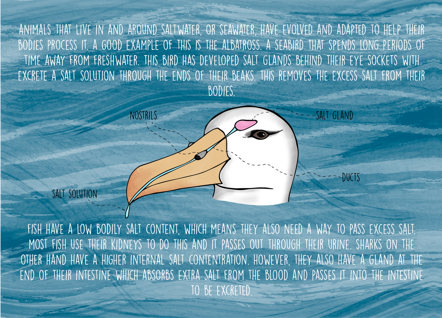 original educational book zine about sea life