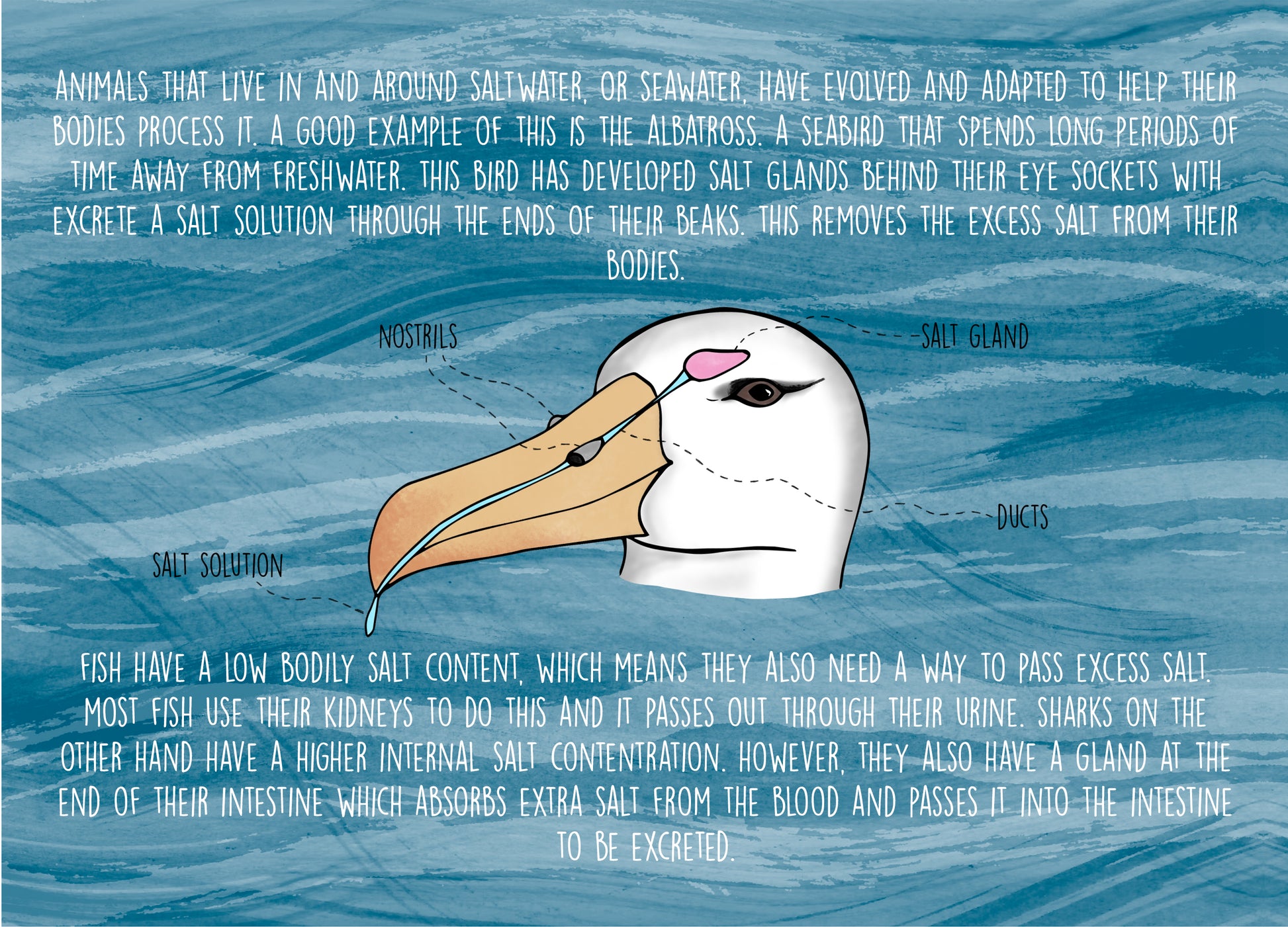 original educational book zine about sea life